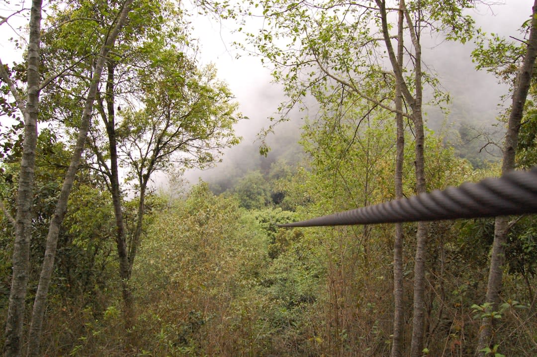 Mist rising over the rainforest canopy seen from the Iwokrama walkway at sunrise