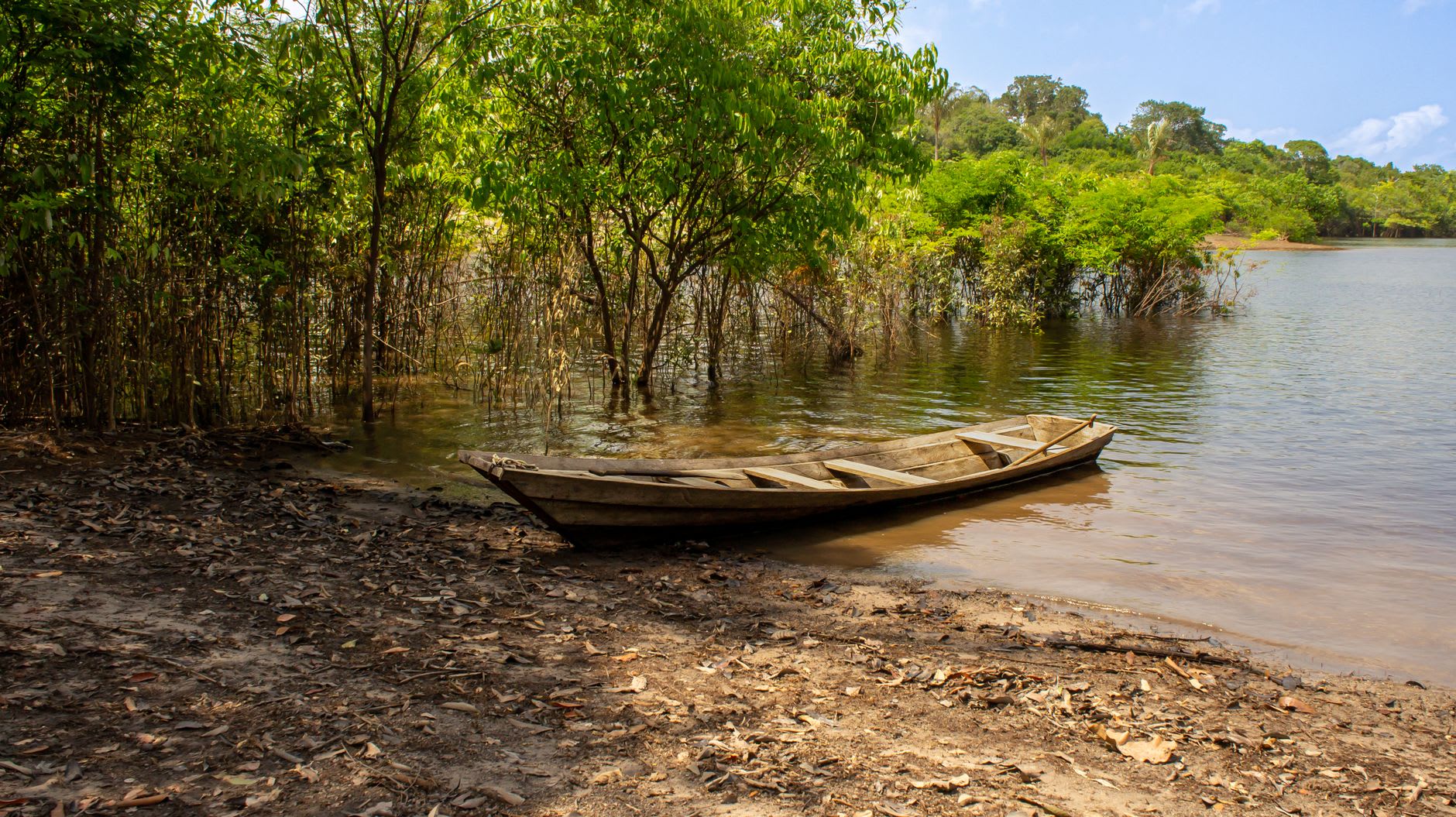 Perezoso de tres dedos aferrado a una rama sobre el agua oscura de la selva inundada de las Anavilhanas