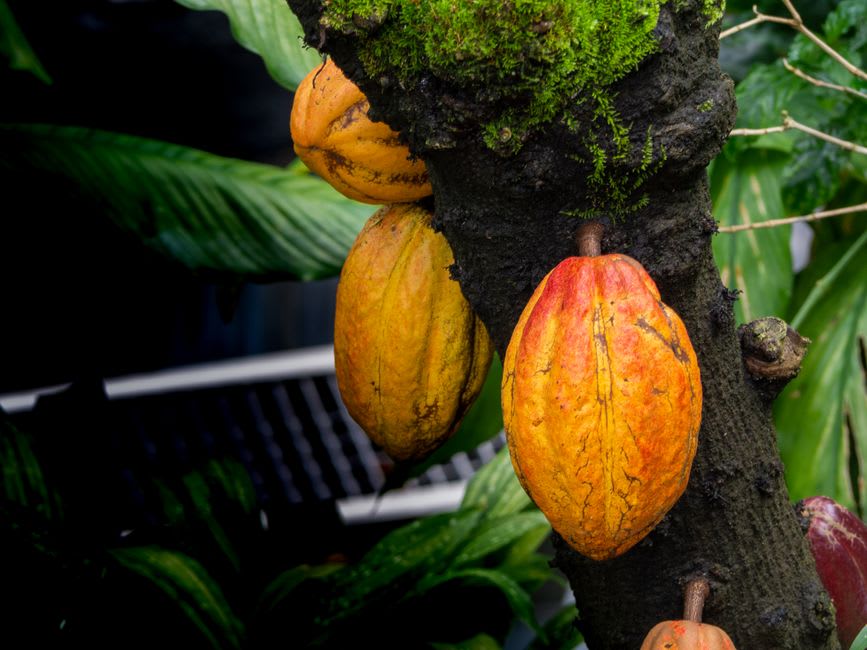 Cacao pods hanging from a tree trunk in the shade of banana leaves