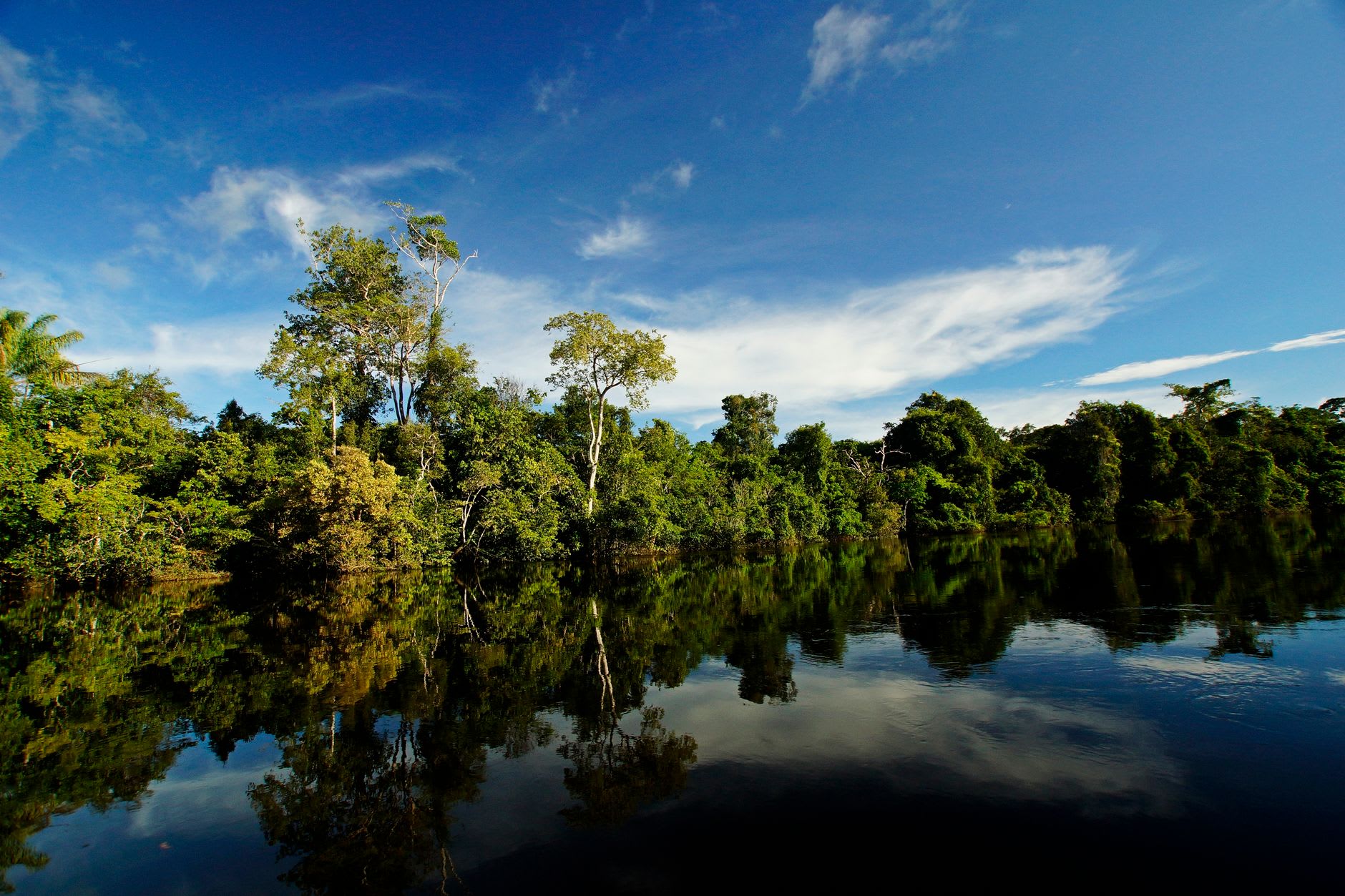 The dark Rio Jaú winding through unbroken Amazon primary forest in Jaú National Park