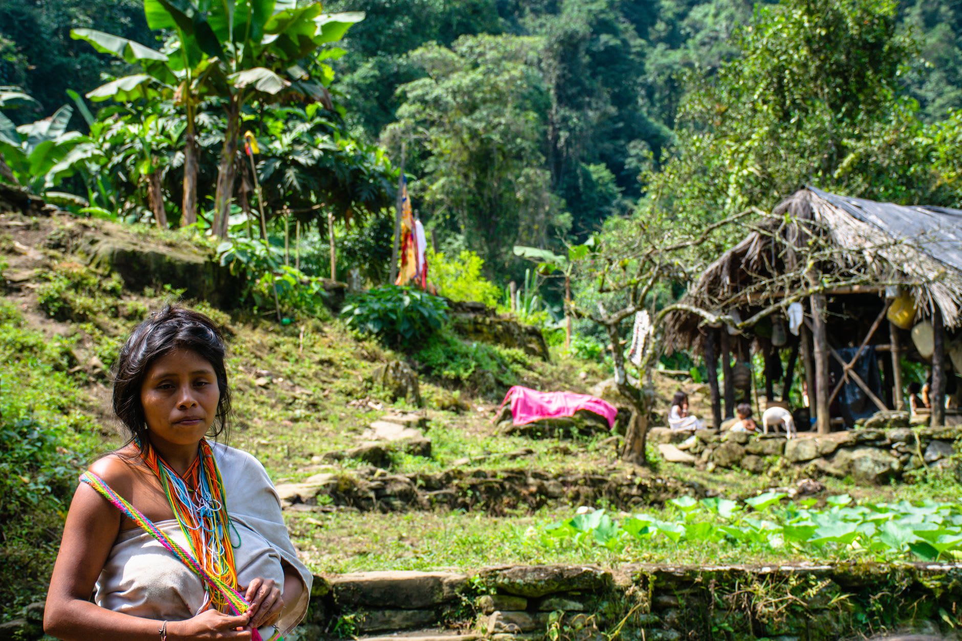Vue vers le haut à travers la canopée de la forêt amazonienne inondée sur le Río Loretoyacu, des troncs d'arbres s'élevant vers la lumière verte depuis l'eau noire en dessous