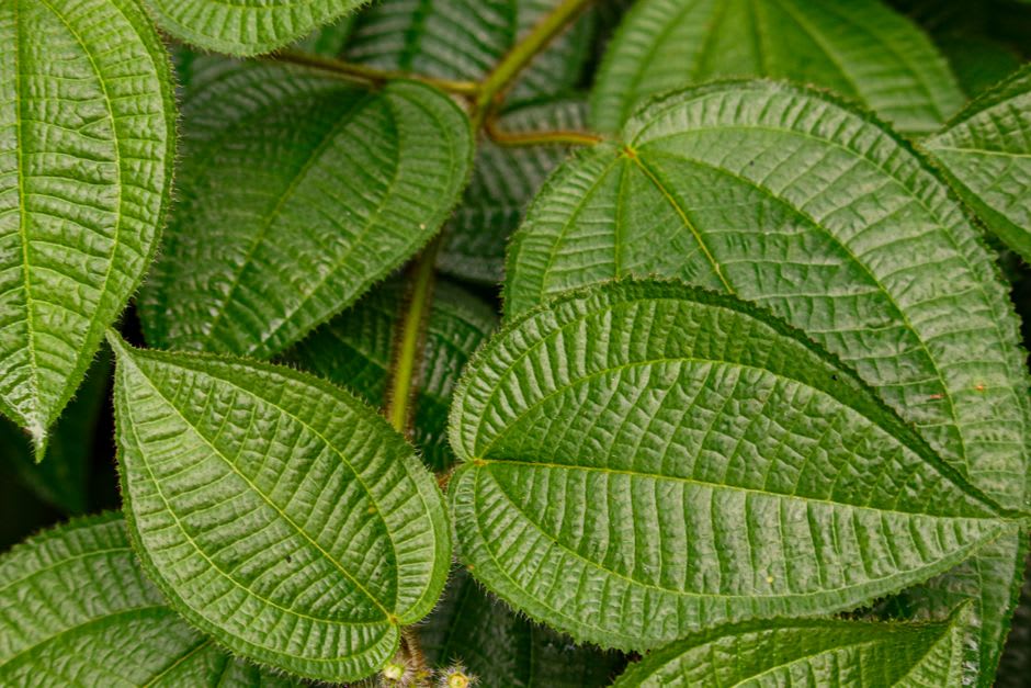 Primer plano de una especie de planta endémica creciendo en el suelo pobre de arena de cuarzo