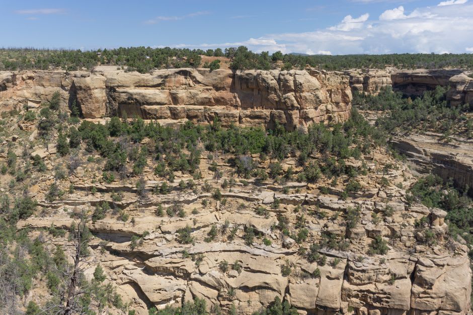 Vista panorámica de un cañón de Mesa Verde con pinos piñoneros y acantilados de arenisca