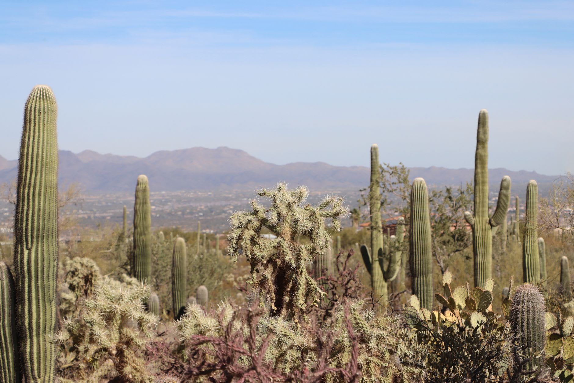 Un gigantesco cactus saguaro en el Desierto de Sonora a las afueras de Tucson con las Montañas Santa Catalina detrás al atardecer