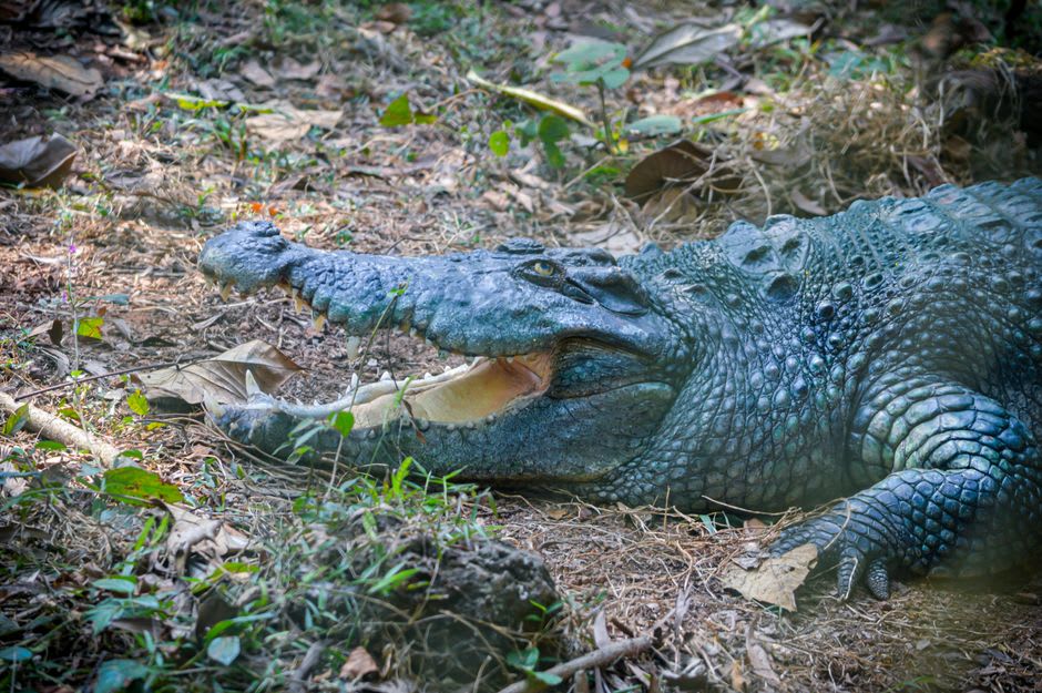 A saltwater crocodile resting at the Biological Park near Chidiya Tapu