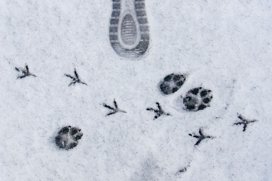 Ranger tracking giant sable antelope tracks in the miombo woodland of Cangandala