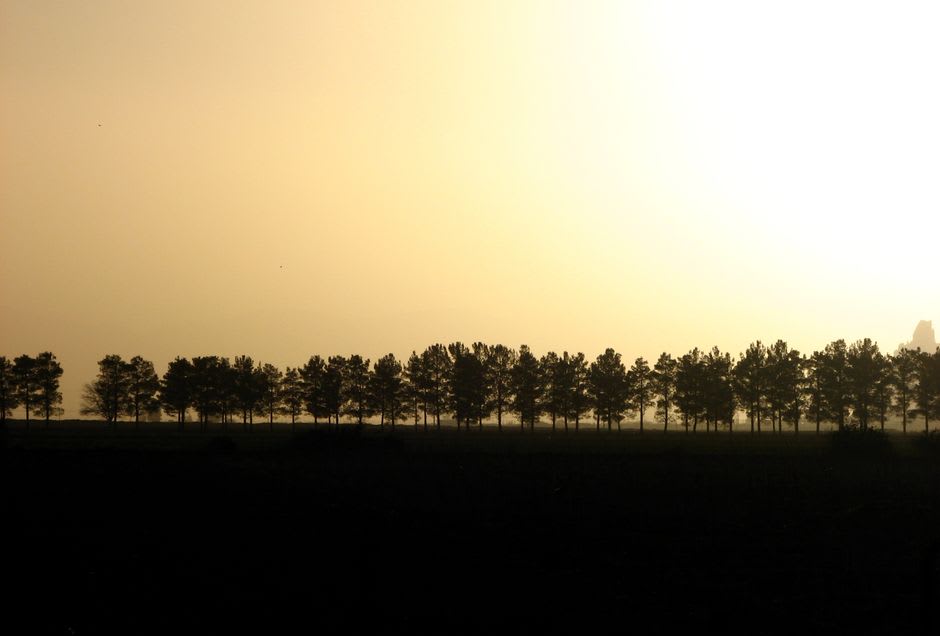 Golden morning light filtering through miombo trees, giant sable antelope habitat