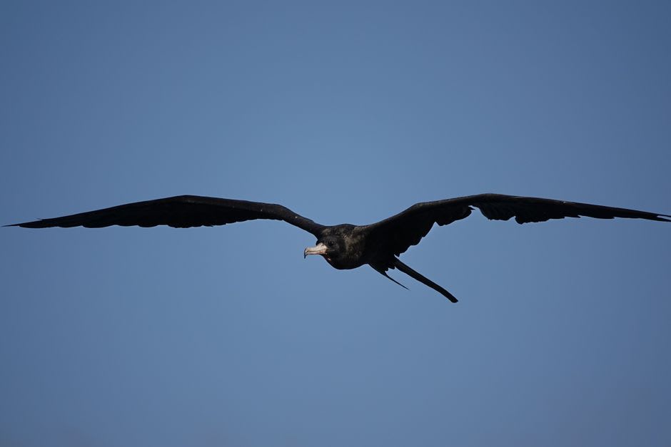 Frigatebird gliding above the cliffs of Great Bird Island with the sea below