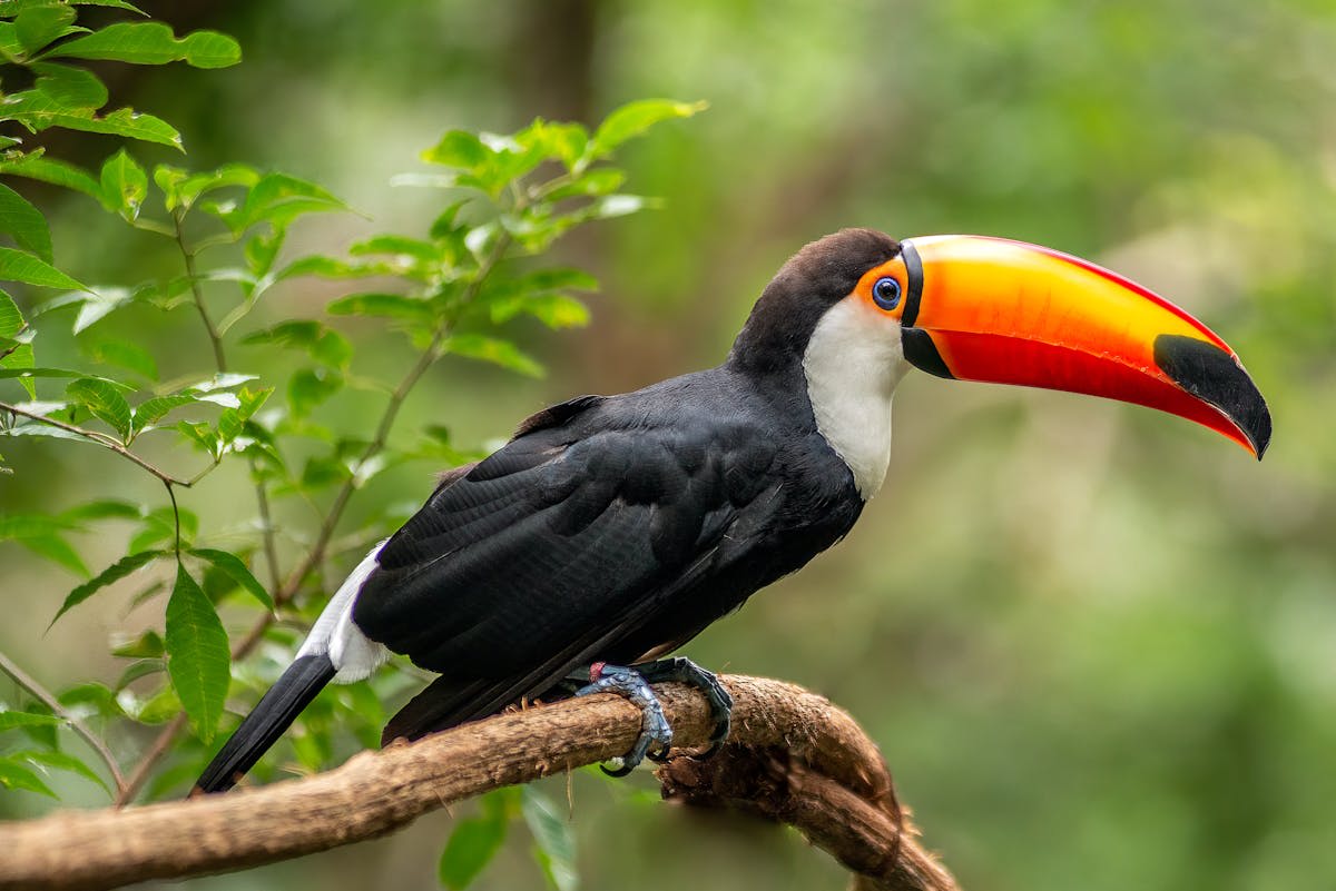 A toucan perched in the subtropical canopy near the falls