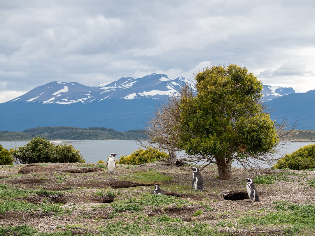 Los abruptos acantilados de basalto del estuario de la Ría Deseado durante la marea baja