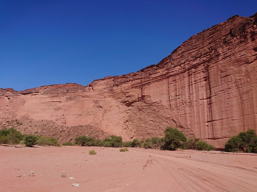 Condor des Andes aux larges ailes déployées planant le long de la paroi rouge du canyon de Talampaya
