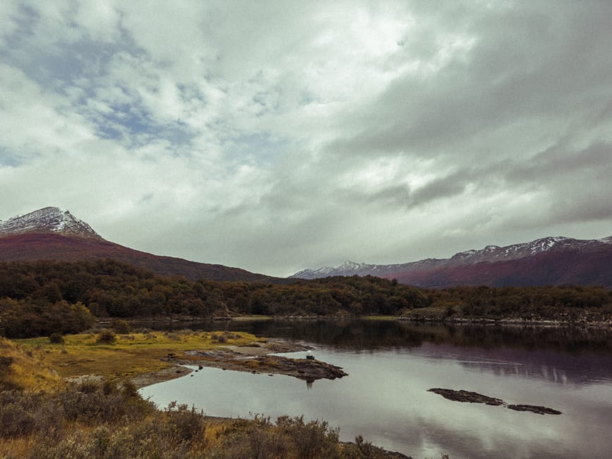Wind-bent forest along the Beagle Channel coastline in Tierra del Fuego National Park