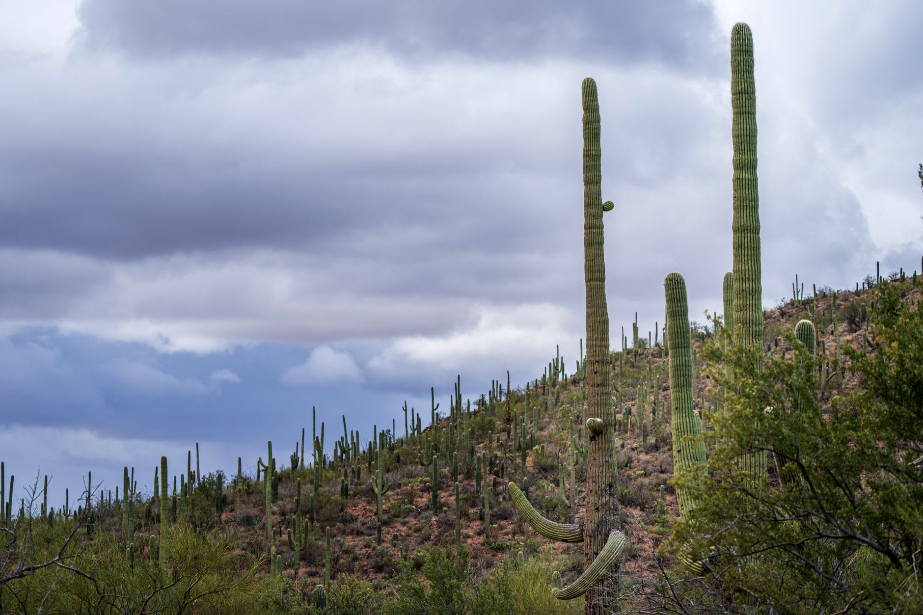 A trail winding through dense saguaro forest in the Rincon Mountain District, morning light catching the spines and green columns