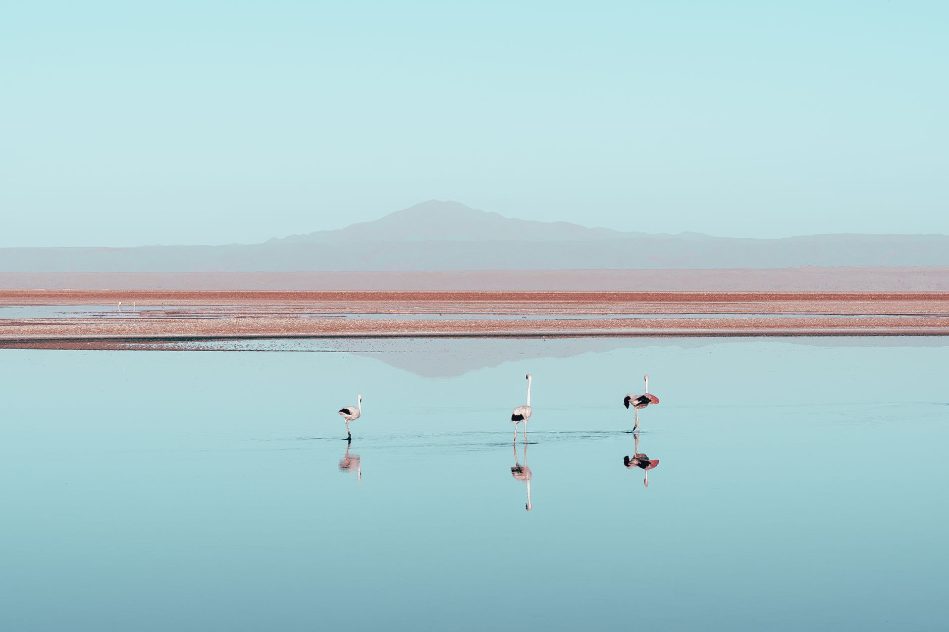 Three species of flamingo wading in the mirror-still waters of Laguna Chaxa at midday
