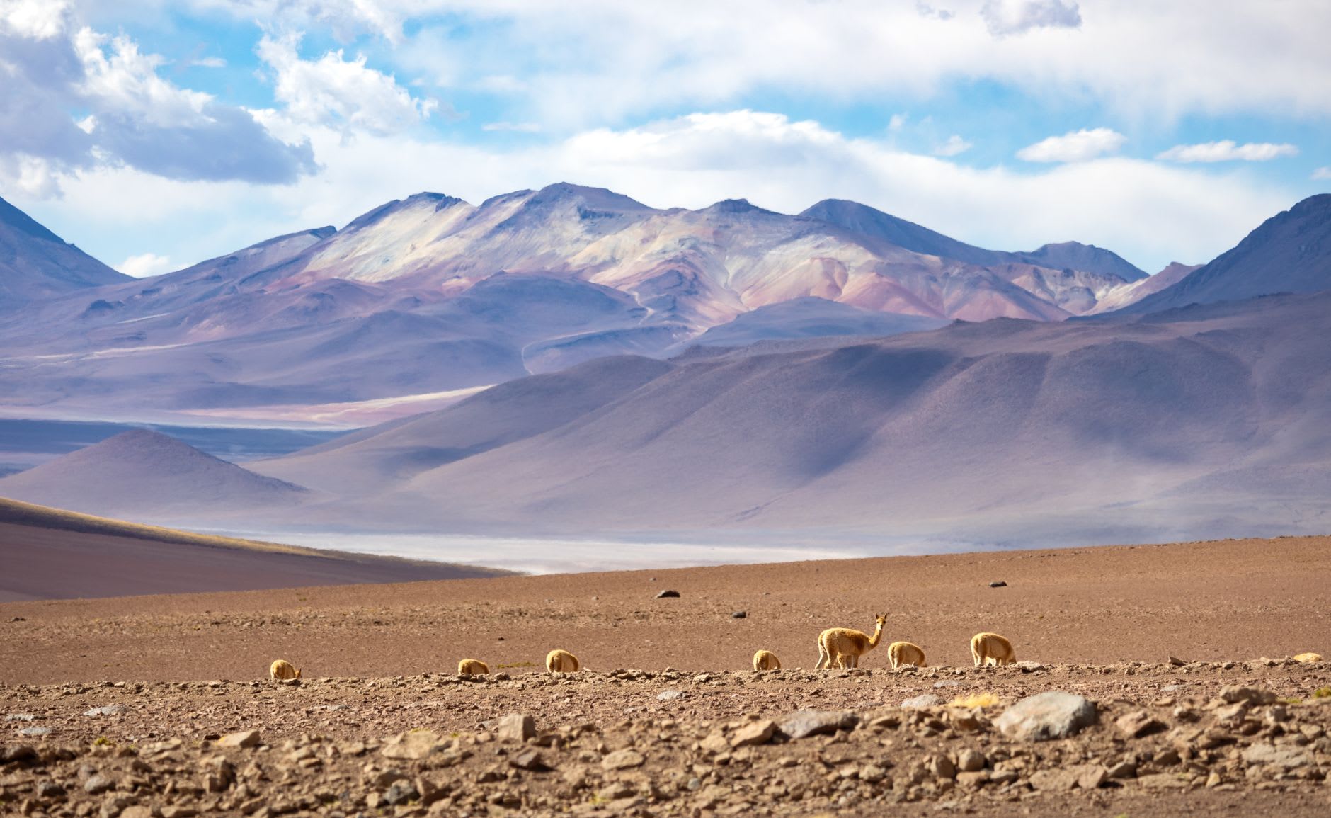 Salt formations surrounding Laguna Chaxa catching late afternoon light in the Salar de Atacama