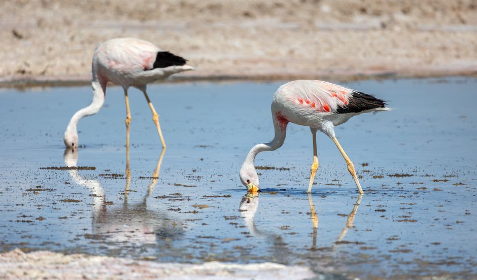 Andean and James's flamingos wading through a shallow salt lagoon with volcanoes in the background