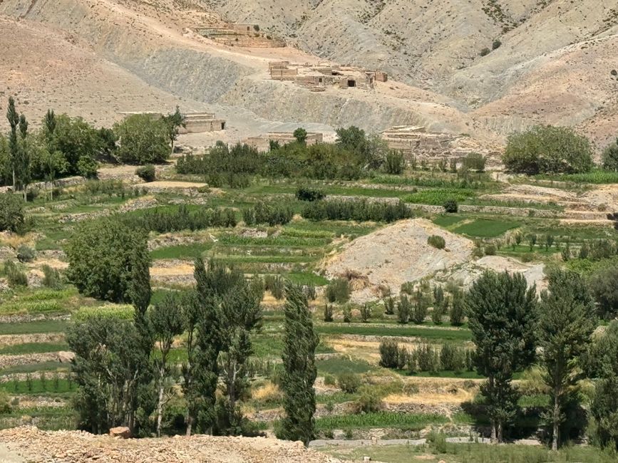 Traditional irrigation channel carrying water past walnut trees and barley terraces in Ait Bouguemez