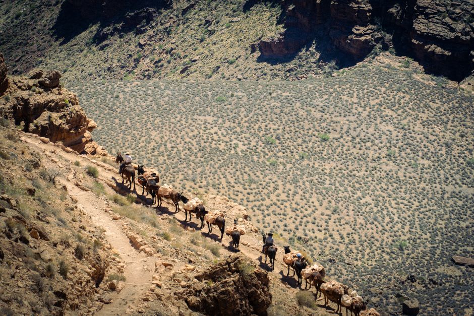 Mule train carrying supplies up the trail toward the Neltner refuge