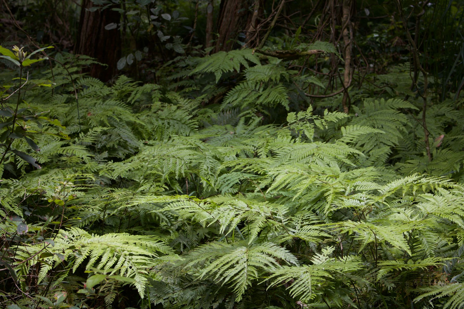 Ancient tree ferns arching over the Federal Pass trail at the base of the Blue Mountains escarpment, light filtering through