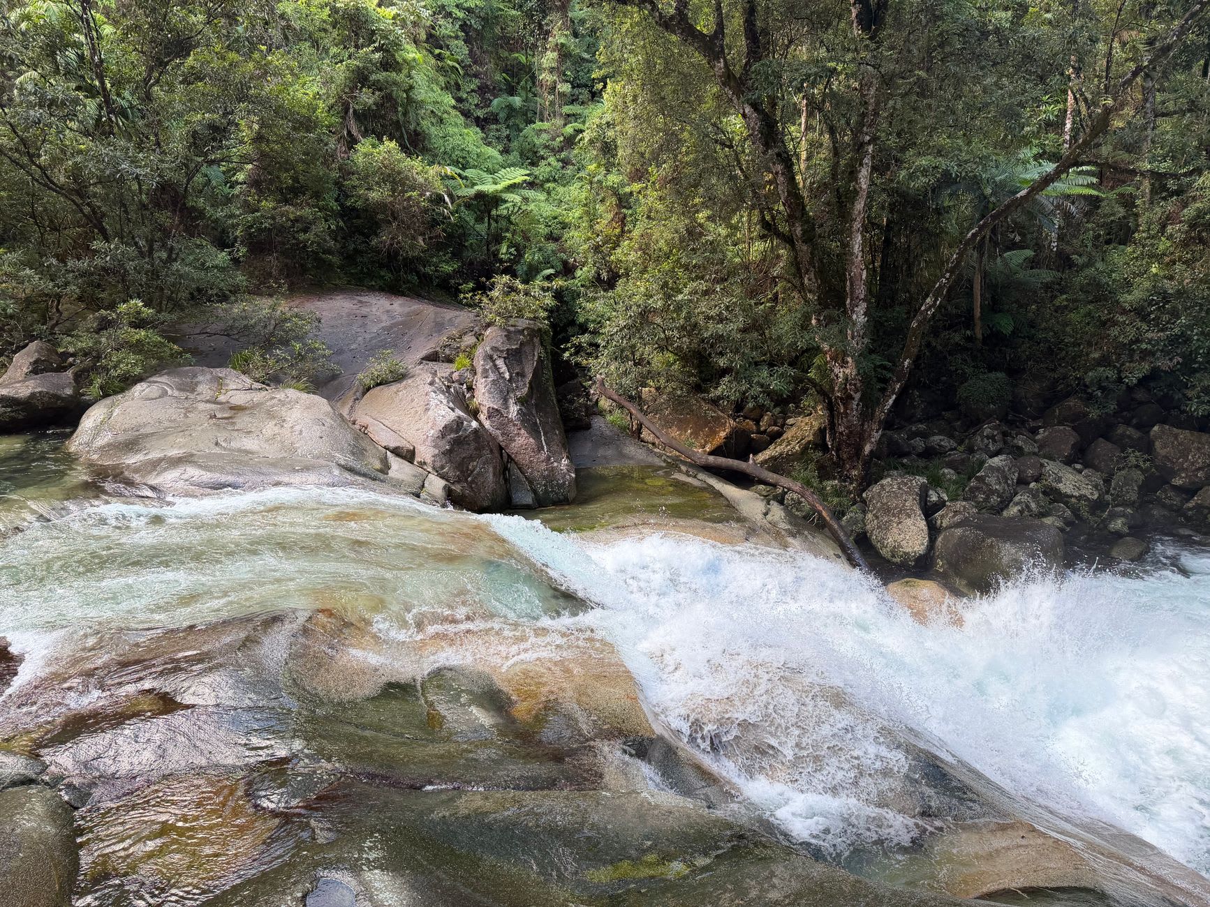 Cascada prístina cayendo entre la exuberante selva tropical de Daintree
