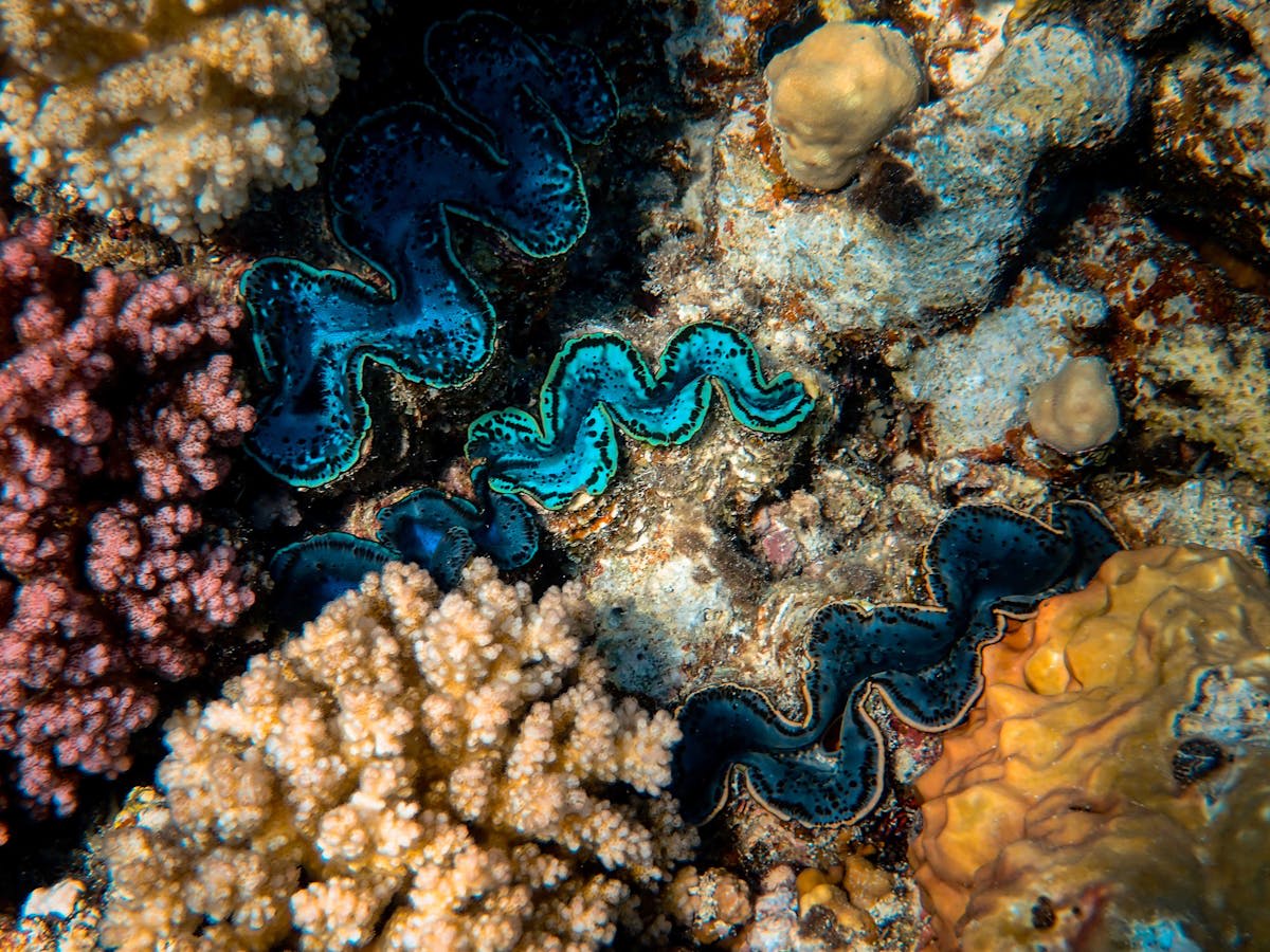 Aerial view of turquoise water over coral formations on the Great Barrier Reef