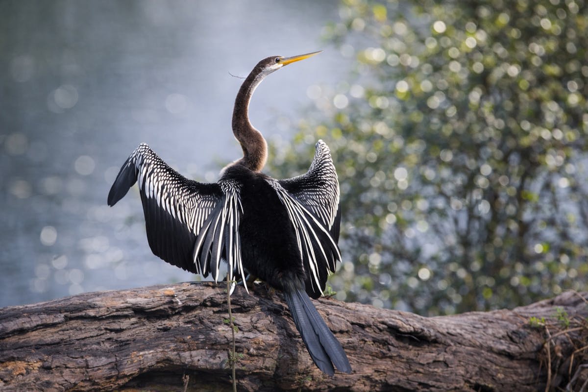 Vast wetlands and floodplains of Kakadu National Park at golden hour