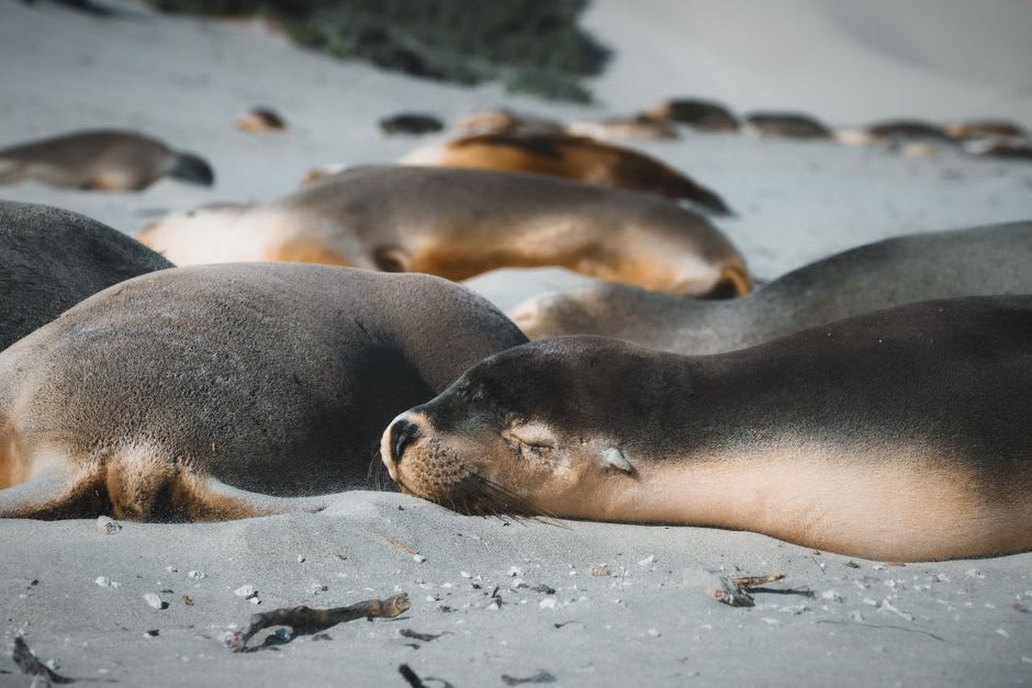 Lions de mer au repos sur la plage de Flinders Chase, Kangaroo Island