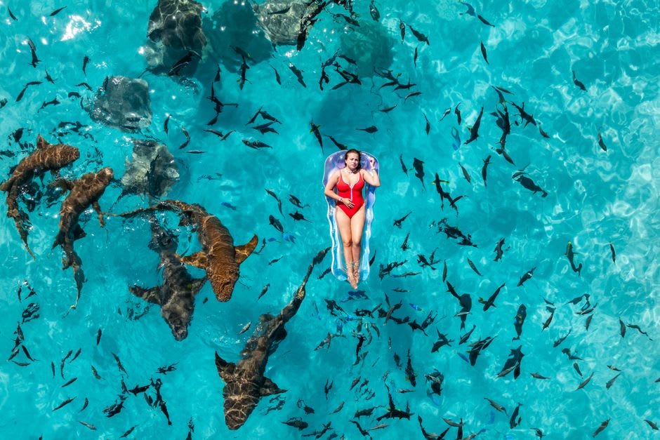 Mangrove-lined shallows on South Bimini used as a nursery habitat for juvenile lemon sharks