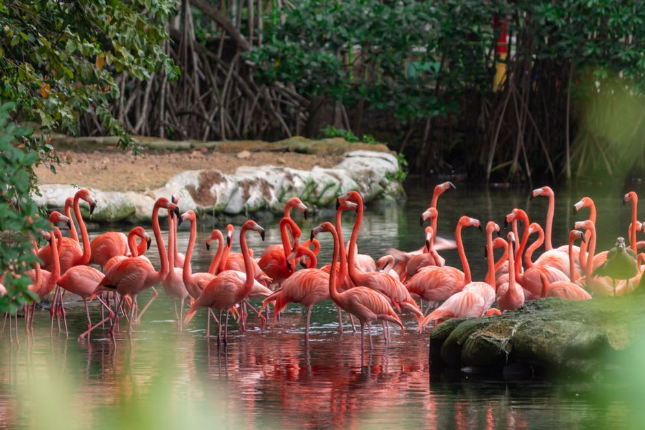 Una bandada de flamencos americanos vadeando en las aguas poco profundas bordeadas de manglares de French Wells Bay en Crooked Island