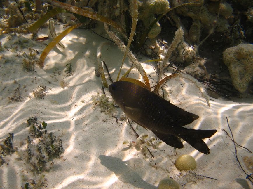 A shallow reef off Rum Cay with soft coral and a school of small reef fish over pale sand