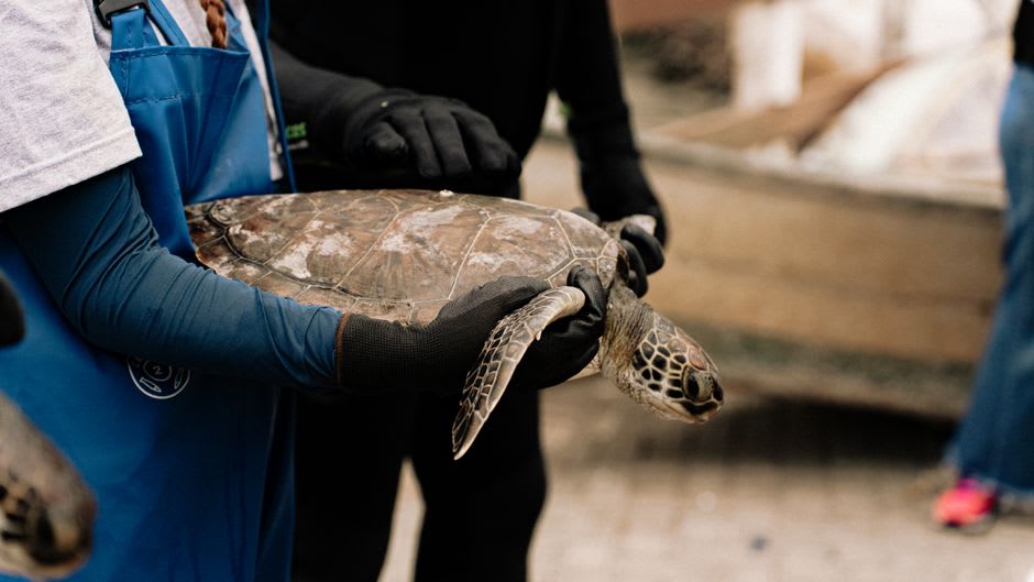 Juvenile sea turtles in a research pool at Projeto TAMAR near Praia do Forte