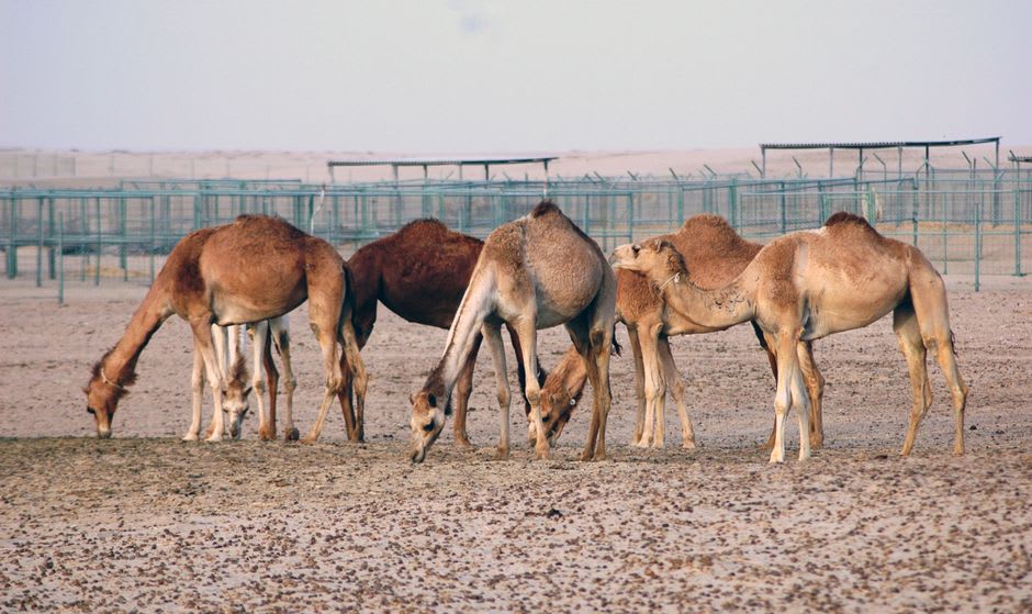Camels grazing near the perimeter fence of the Bahrain International Circuit with the empty track visible behind them