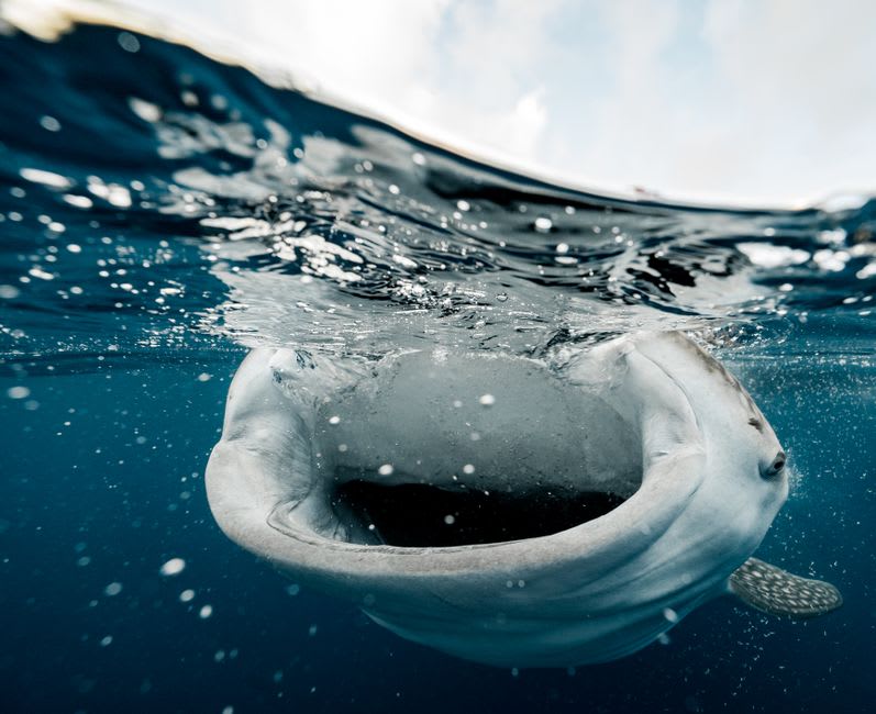 A whale shark feeding near the surface in the calm waters of Bahía de los Ángeles with a small panga visible in the background