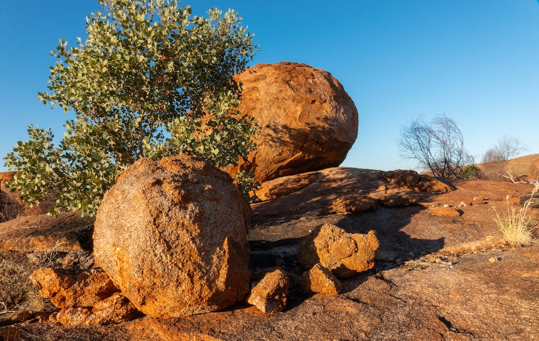 Cardones creciendo directamente de rocas de granito agrietadas en el desierto de Cataviña, iluminados de dorado por el sol de la tarde