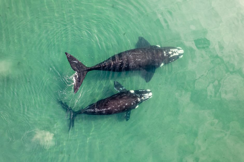 A gray whale calf surfacing beside a small panga in the flat gray waters of Ojo de Liebre lagoon near Guerrero Negro