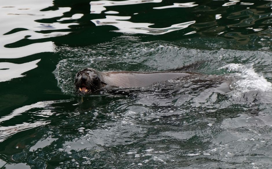 Une jeune otarie nageant sur le dos près d'un plongeur dans l'eau turquoise claire de Los Islotes près de l'Isla Espíritu Santo