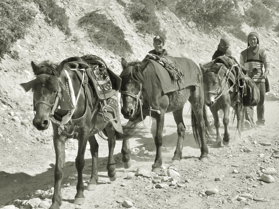 A mule train descending a steep rocky canyon trail in the Sierra de San Francisco with cardón cacti lining the path