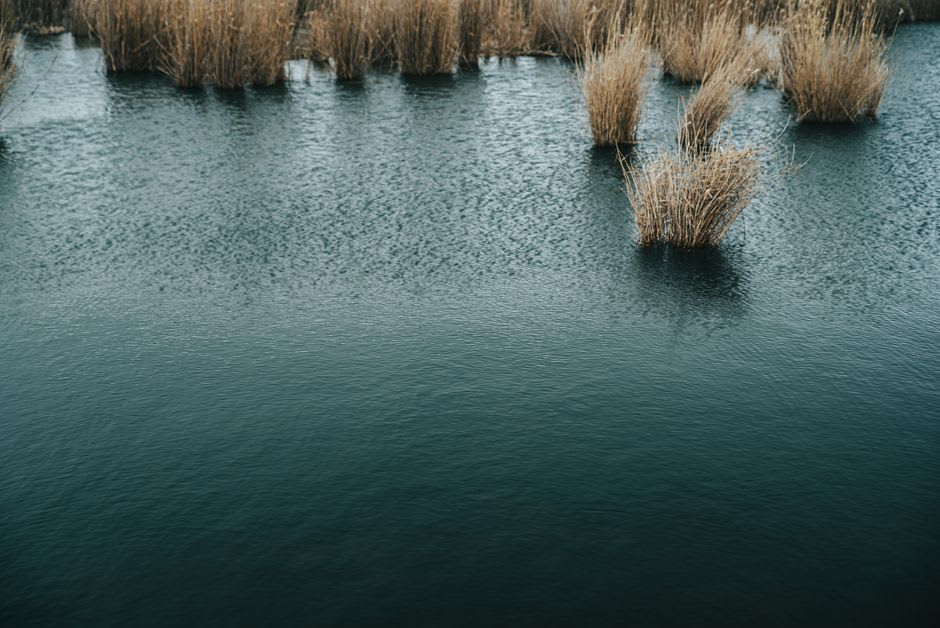 Reed beds and still water at S'Albufera wetland reserve near Alcúdia, with birds visible at the water's edge