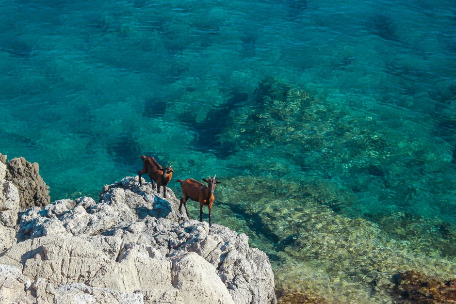 Feral goats and rocky cliffs on the slopes near Es Vedrà, Ibiza