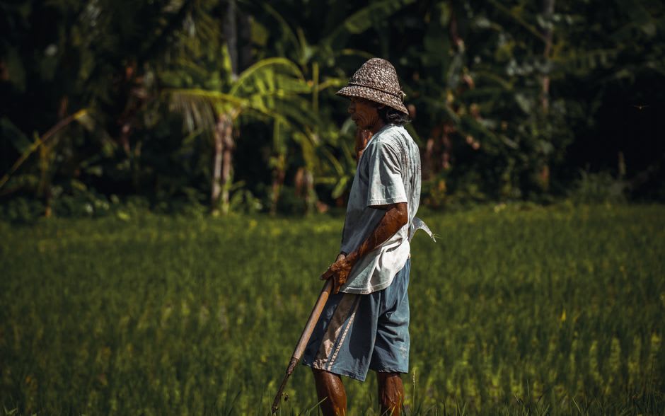 Rice farmer wading through a flooded terrace at Tegalalang in early morning light
