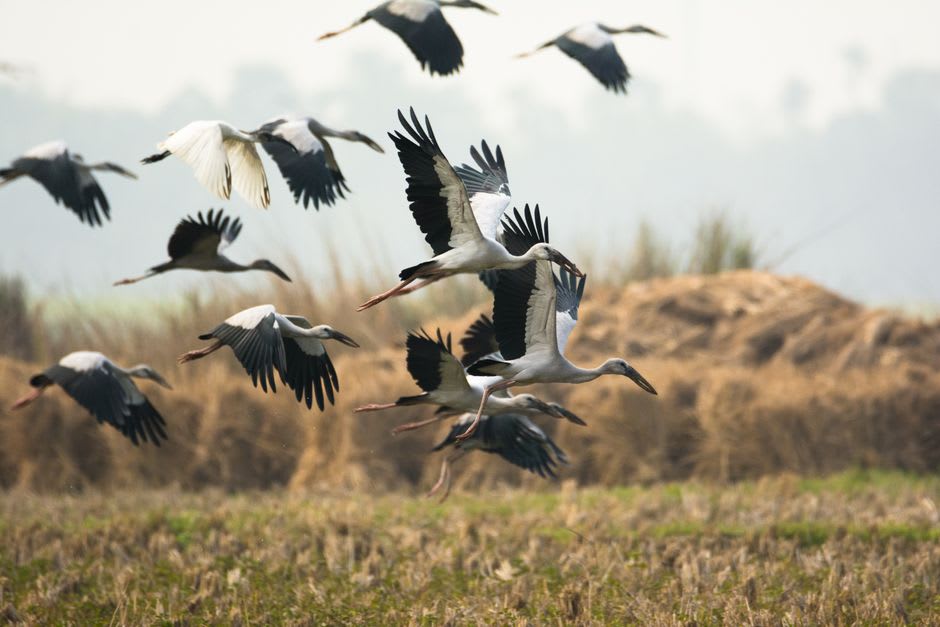 White storks circling down into the reed beds of Ammiq Wetland during spring migration