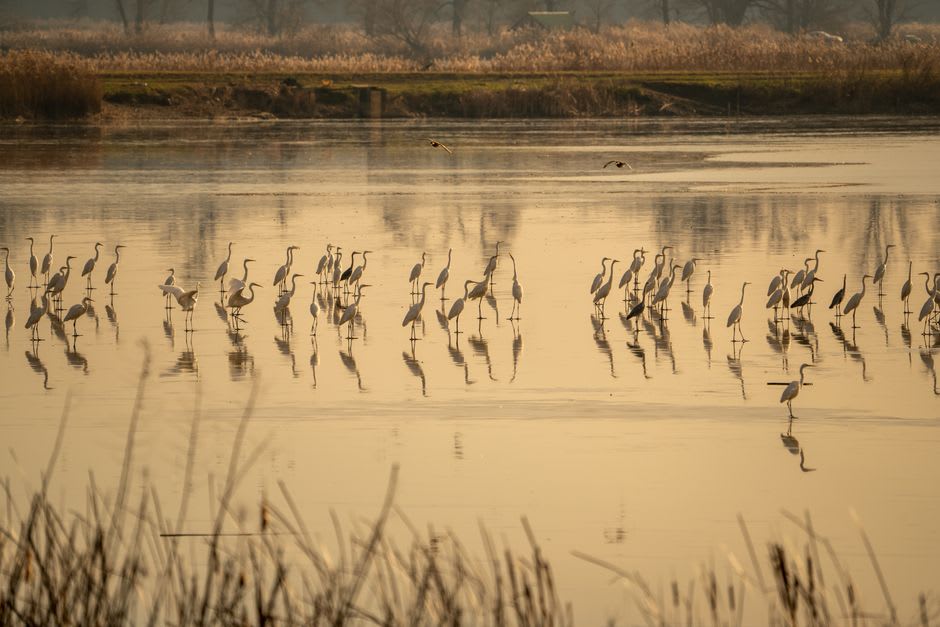 The poplar-lined lakes of Taanayel reflecting the afternoon sky, with an egret standing in the shallows