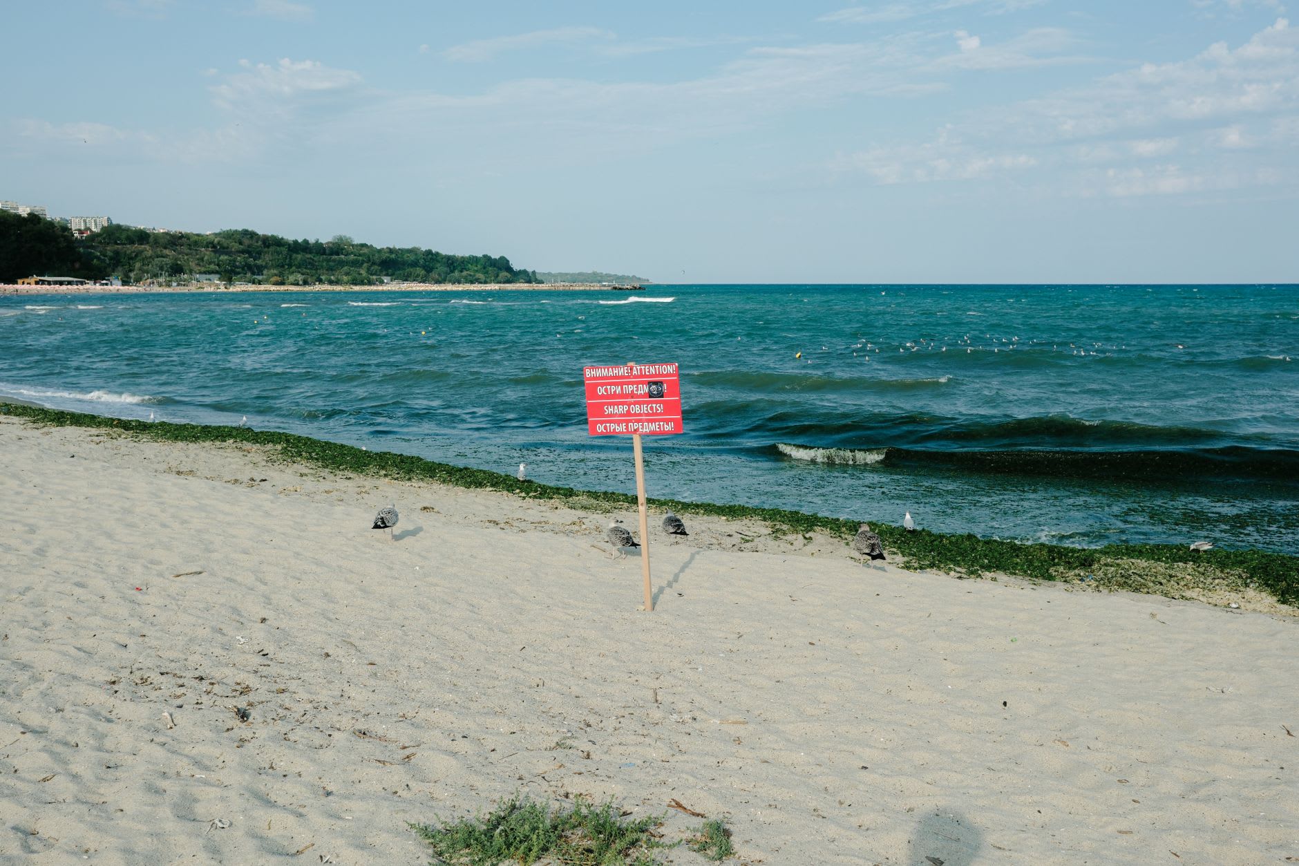 The long empty beach north of Sulina's channel mouth — white sand, low dunes, and two pelicans standing at the waterline