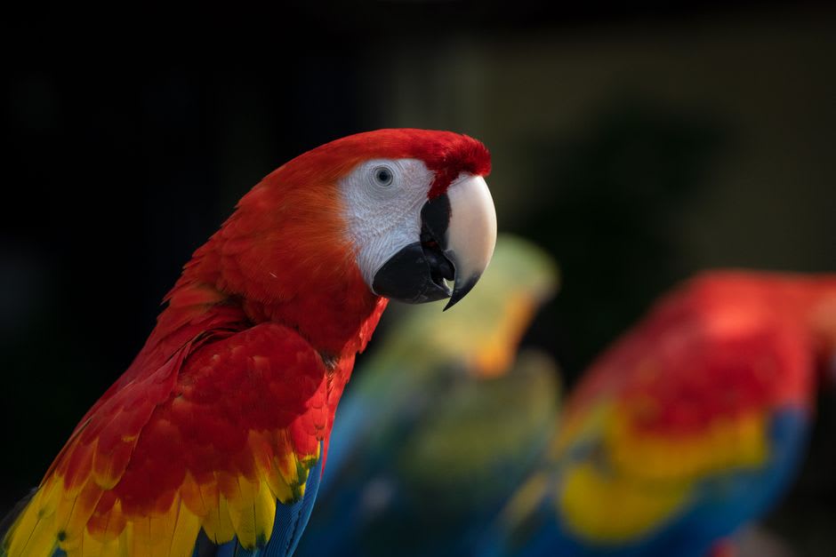 Scarlet macaws gathered at a clay lick along the riverbank in Madidi National Park