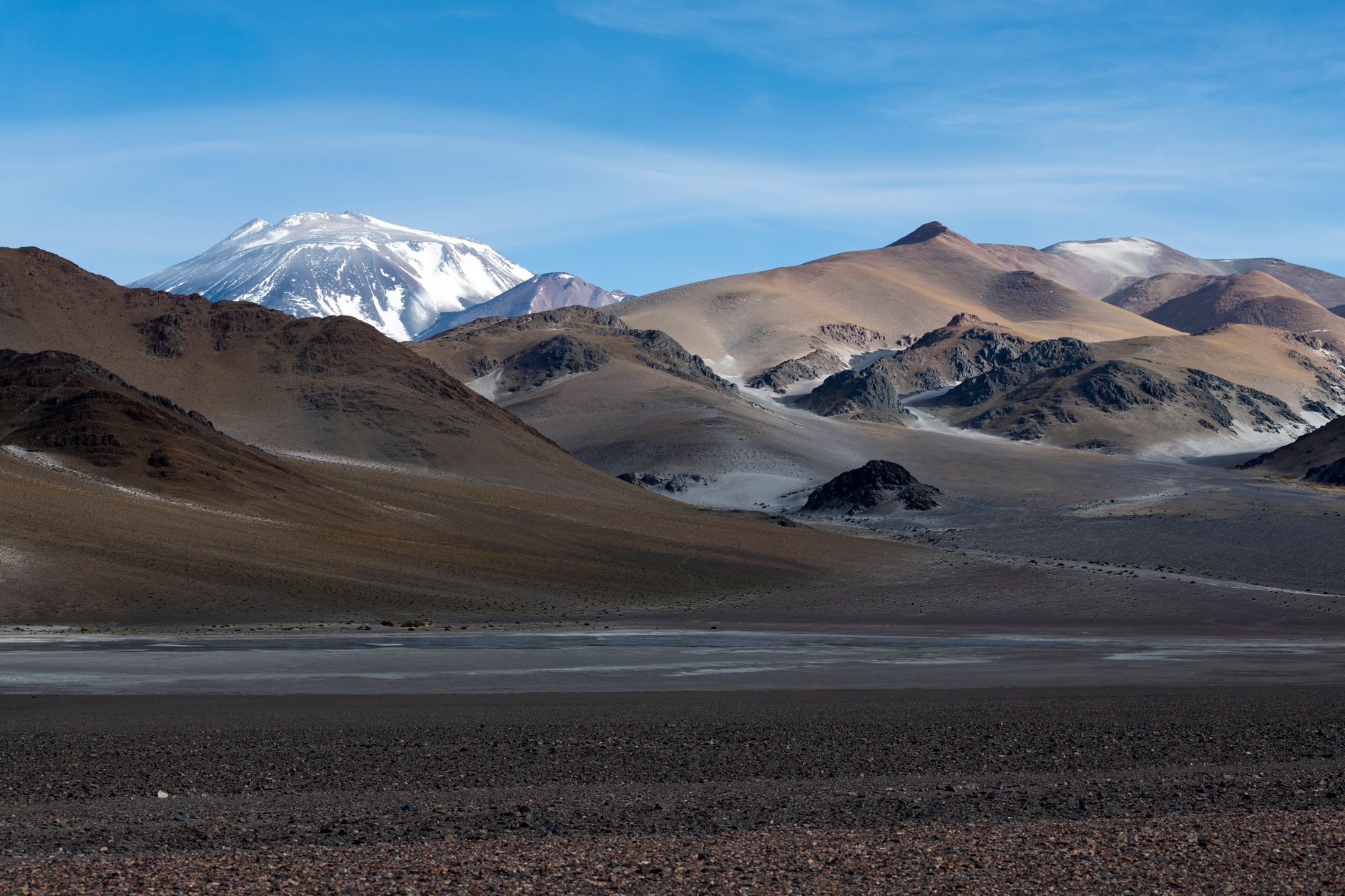 Twisted copper-barked queñua trees scattered across a rocky altiplano slope with Nevado Sajama looming behind.