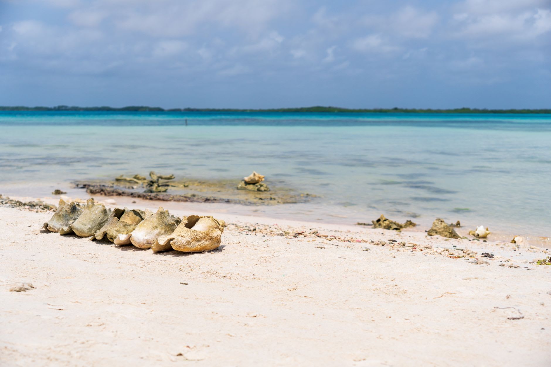 A hawksbill sea turtle gliding through the dense coral reef off Klein Bonaire's western shore