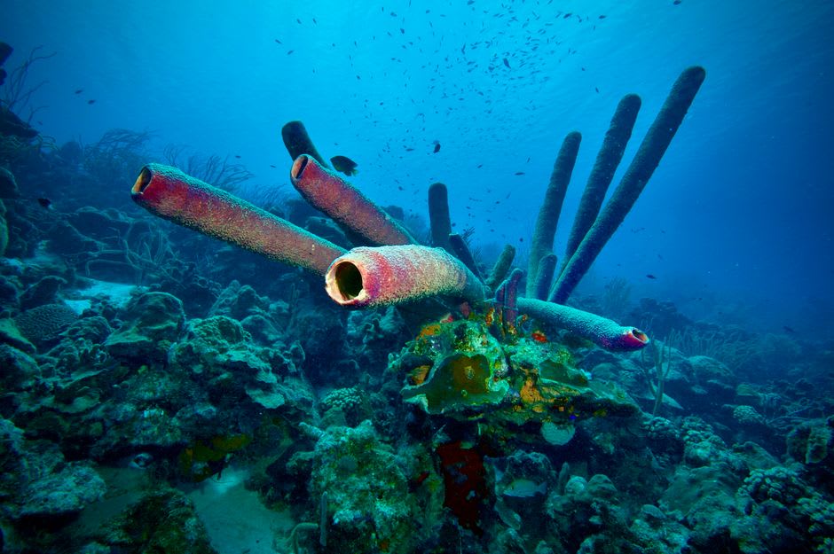 Orange tube sponges covering a concrete piling underwater at Salt Pier