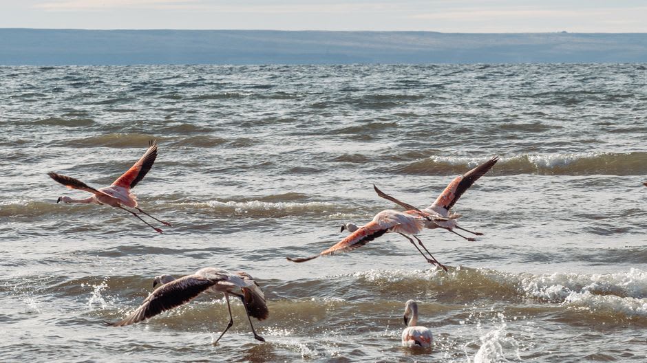 Flock of flamingos wading in a pink salt evaporation pond near Salt Pier