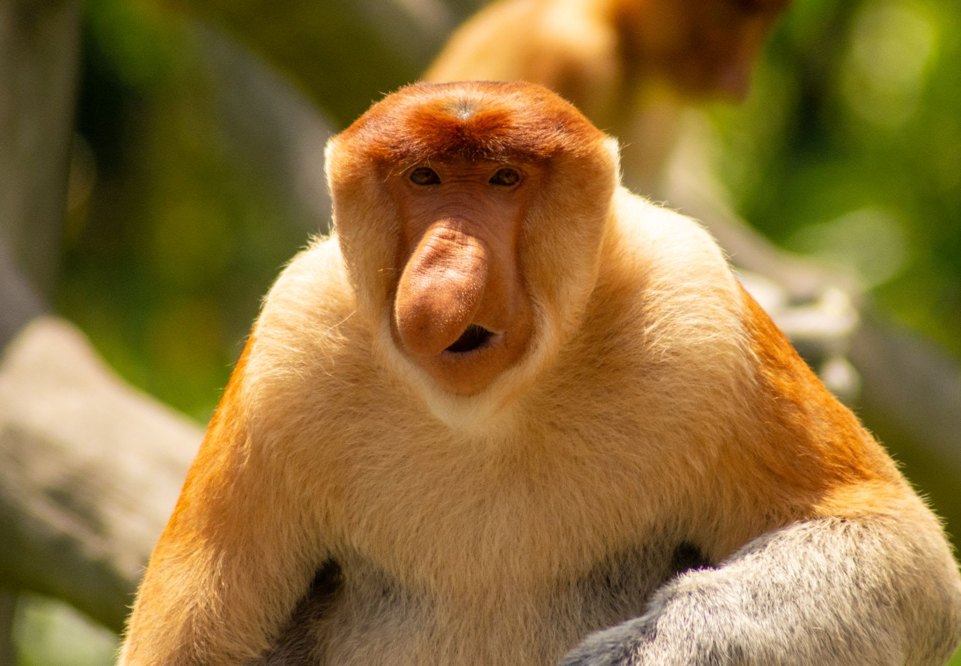 Group of proboscis monkeys resting in the trees above Bako beach at evening, Sarawak