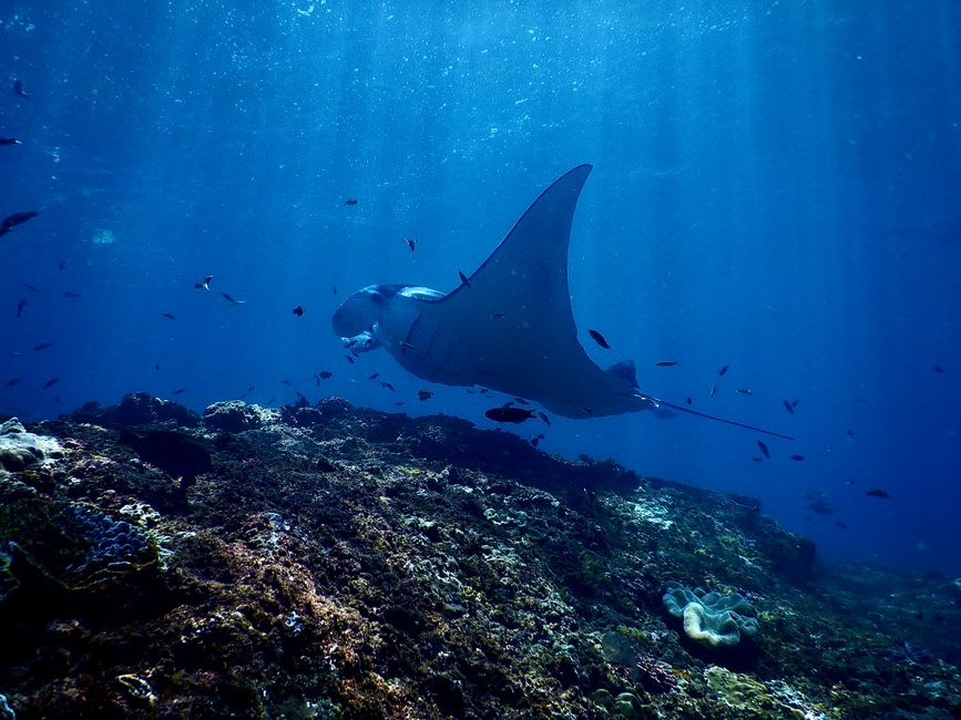 Manta ray gliding over a coral reef near Sangalaki Island